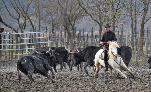 Stage de tri de bÃ©tail en Camargue