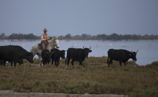 stage-de-tri-de-b-tail-de-race-camargue